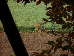 Chevreuils photographiés depuis la cabane le Grand Hêtre